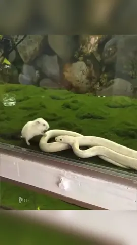 Not today Mr. Snake!🐭 — (Music Credit: Fernando Ávila) #rat #whiterat #snake #whitesnake #albinosnake #python #albinopython #boaconstrictor #albinoboaconstrictor #mouse #strallent #tiktok #tiktokviral #animals #snakes #animal #videoviral #tiktokanimals #nature #snakeeatingmouse #instagram #petsgonecute #shockproof #zoo #zooanimals #china #wow #amazing #fantastic #fernandoavila 