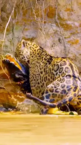 The Jaguar is one of the most incredible animals in nature, being the animal with the strongest bite among all felines.  Its method of obtaining food is one of the most impressive among animals, making it almost impossible for its prey to escape. #amazing #world #amazingvideo #beautiful #wonderful #Wonderful #jaguar #onça ##onçapintada #nature #animais #animals #lion #lionking #Love #natureza #tiger 