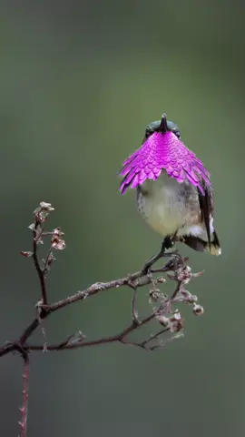 Y tu ya conocias a este colibri? #Wildlife #wildlifephotography #Canon #Mexico #Chiapas #Guatemala #Hummingbird 
