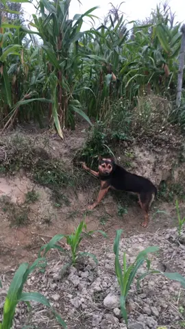 Chó nhà ai bị bẫy đây nhỉ