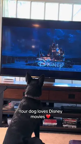 Not a single Disney movie he doesnt like!! #disneydog #funnydog #tvdog #doswhowatchtv #fyp #foryoupage #dogsoftiktok #dog #rescuedog 
