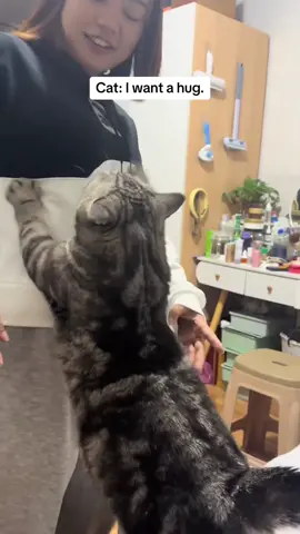 Cat: I want a hug.#pet #fyp #cat 