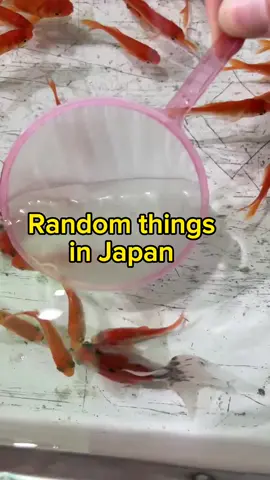 Do you have this hame in your country#japan #japantravel #goldfish #diveintojapan do Dive into Japan
