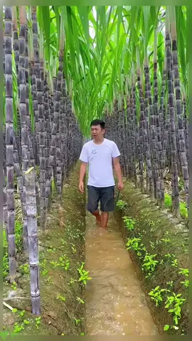 OMG😱✨sweet and crisp sugar cane🥰🔥#Love #fruit #smile #relax #bird #foryourpage #top #fyp #foryou #yummy #asmr 