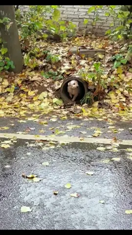 rescue abandoned puppies wandering in the cold, wet rain#animals #animal #loveanimals #cuteanimals #fyp #petlover #loveyou #cute #cutedog #dogsoftiktok #dogpet #dogs 