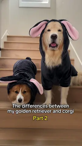 These 2 are literally yin and yang☯️ #goldenretriever #corgi #dogsiblings #funnyvideos 