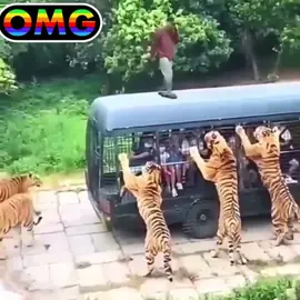 Hungry Tigers Surrounds Man On Bus😱😱😱#wildlife #nature #wildlifephotography #naturephotography #birds #photography #animals #bird #naturelovers #wild #animal #birdsofinstagram #photooftheday #birdphotography #travel #love #perfection #canon #ig #birdwatching #of #nikon #macro #captures #natgeo #instagood #art #best #birding #africa