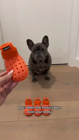 Theyre back!!!! Hes getting better at them! Sometimes some good music helps! Crocs from @wagwear use code NYCWINSTON10 for 10% off ✨ #PetsOfTikTok #dogsoftiktokviral #dogloversoftiktok #fyp #frenchbulldogsoftiktok #frenchiesoftiktok #crocs #dogcrocs #wagwear #wagwearwagwellies 