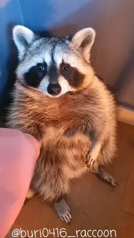 #부리의울음소리😭  . . . . . #부리부리 #BuriBuri #라쿤 #raccoon #너구리 #енот #pet #followｍe #반려동물 #추천 #viral #fyp 