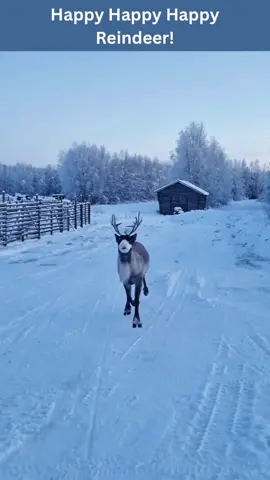 Happy Reindeer! #happyhappyhappy #reindeer #christiantiktok #christmastok #northpole #animallove #lol #animals #funnypets #pet #nature #cute #funnyanimals #adorable #pets #animal #cutepetclub #adorableanimals #familyfriendly #socute #animalvideosforkids #kidfriendly #cuteanimals #cutepet #funnymemes #animalmemes #amusinganimals #trending #viral #kidfriendlycontent #animaltok 