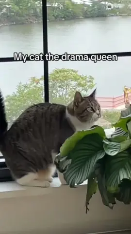 The end 🤣 episode 19 #funny #cat #funnyvideos #catsoftiktok #pet #fail #fyp #foryou #funnycat #🤣🤣🤣 #kittensoftiktok #funnypets 