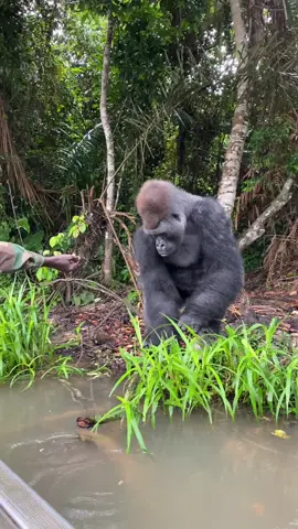 Gorillas in Congo ✨ #gorillas #gorilla #congo #gorillatag #congolaise🇨🇩 