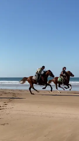 Race with stallions at the beach, just in Morocco. 🇲🇦 👉🏼 We are a travel agency based in Essaouira, contact us for coming and live this amazing experience.  . . . . . . . #horse #horses #horsesontiktok #horsesoftiktok #horsesoftiktok💕 #equestrian #equestrianlife #equestriansoftiktok #horsesoftiktok💕 #caballo #pferd #womanempowerment #caballos #travel #beautifuldestinations #morocco 