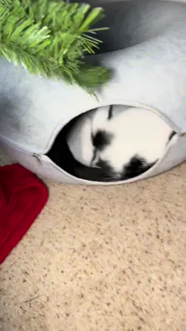 Cat cave update: she still loves it #catsoftiktok #reggie #cats #Love #cattunnel #tiktokshop #christmas #tiktokshopholiday #catdonut 