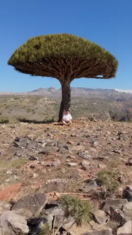 Can’t get enough of these trees 🥰 They only grow in Socotra and are adapted perfectly to the hot climate ☀️ The large crown provides shade so less water evaporates and seedlings can grow underneath 😊    #socotra #yemen #drone #nature #outdoor #drohne #travel #dragonbloodtree