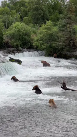 Brown bears fishing for salmon at the falls.  What a cool sight! #fyp #foryou #foryoupage #video #photography #outside #Outdoors #wildlifephotography #wildlife #nature #adventure #adventure #alaska #bear #brownbear 