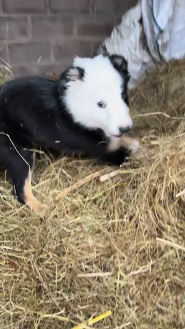 Steve the collie pup is tugging at our heart strings. This is the last week to decide if he is staying or going to a forever home. Help us make the right decision #steve #stevethecollie #stevethecolliepup #colliepuppy #bordercolliesoftiktok #colliesoftiktok #babydogstiktok #babydog #itsjustmybabydog #fyp 