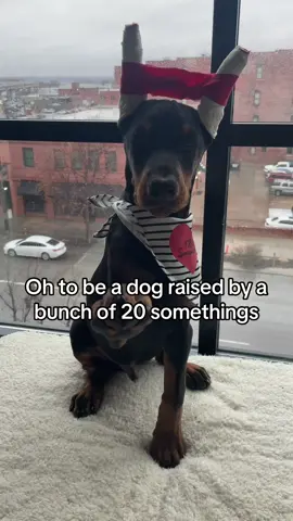 #dogsoftiktok #doberman #fyp 
