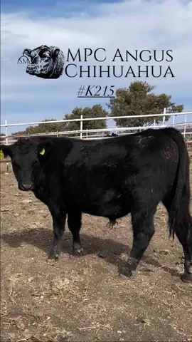 TORETE EN VENTA‼️‼️‼️#MPCAngusChihuahua #angus #ganadoangus #ganaderia #toro #torete #rancho #ranchoganadero #parati #fyp #cuu 