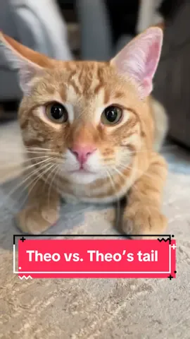 Theo vs. Theo’s tail 🥊🥊 #theothetabby #catsoftiktok #PetsOfTikTok #orangecat #tabby #orangecatsoftiktok #