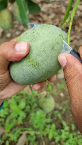 #mangga  #manggamadu #manalagi #mangga matang pohon mangga madu/manalagi lebih manis dari gula orange.. kuning #bangka #kebunsendiri  #bangkabelitung #fyp #fresh  @king.of.durian3 #bangka tengah