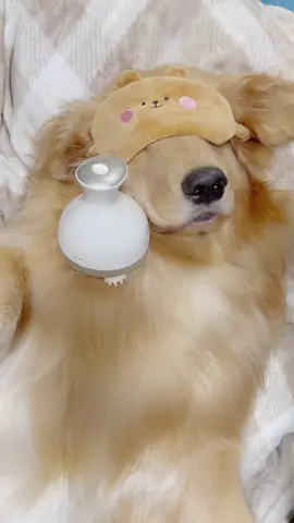 งานถนัดของหมวยคือนอนเฉยๆ #grommingdogs #สวนสัตว์tiktok #สวนสัตว์tiktok #cleaningdog #gromming #goldenretriever 