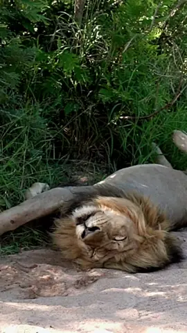 Lion soaking up some sun and enjoying the peaceful surroundings. #lion #lions #lazylion #krugerlions #krugerexplorer #krugerpark #wildlifephotography #natgeowildlifephotography #wildlifephotographic #bigfive #bigfivesafari #wildlife_photography #wildlife_shots #videographer #earthcapture #travelphotography #wildlifelovers #wildlifephotogropher #photographer #krugeranimals #chasingafrica  #Travelwith_simon