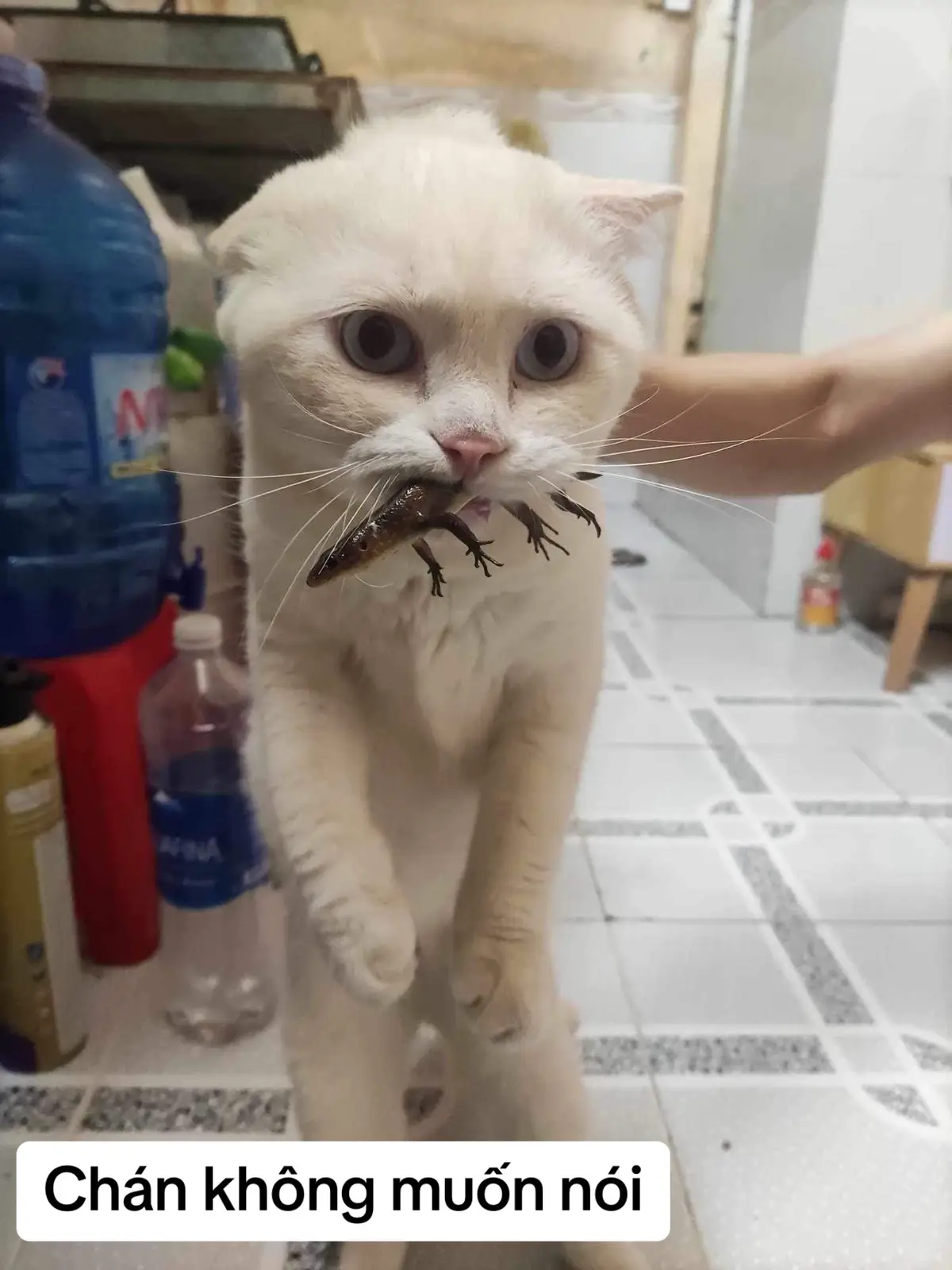 Cái này là t chán thiệt nha. Không nói nhiều #cats #meo #meow 