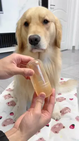 #goldenretrieverlife #dogs #fyp 