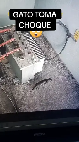GATO TOMA CHOQUE #ELETRICA #CHOQUE #CAT #GATO #ELETRICISTA #ELETRICIAN 