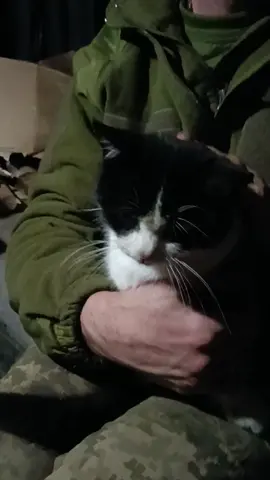 #зсу #котикизсу😺 