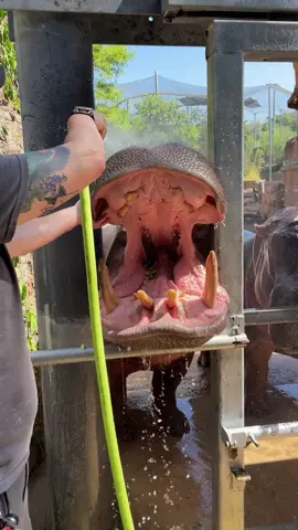 Timothy is loving his mouth spray! 🦛💦 #animals #cute #cuteanimals #hippo #fyp #foryou 