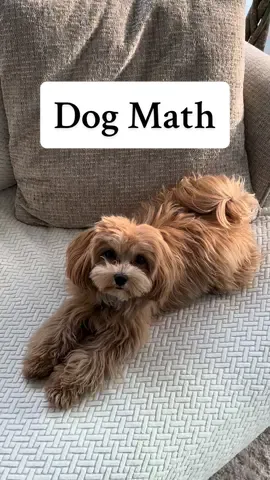 Does ✨Dog Math✨ make sense to you... #MagicSofaCovers #NolanInterior #DogsofTikTok #DogMath #DogMomTips #SofaCovers #SofaCleaning #CleanTok