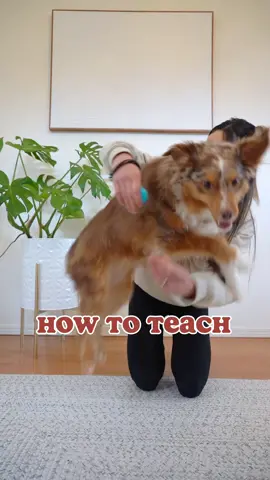 How to teach your dog hoop! 🐶⭕️ . . . . #DogTraining #dogtrainer #dogtricks #smartdog #australianshepherd #aussielife #puppytraining #cutedogs #howtoteachyourdog 