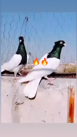 #الزاجل_عشق_لاينتهي❤️🕊️؛  #الشعب_الصيني_ماله_حل😂😂  #loft_aras #tiktok #foryou #fyp 