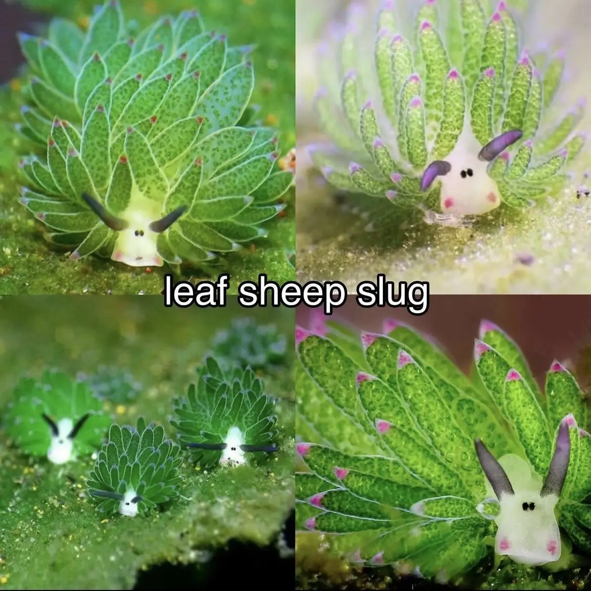 Cute sea creatures :D #cute #seacreatures #funny #seabunny #leafsheep #alexfunfacts 