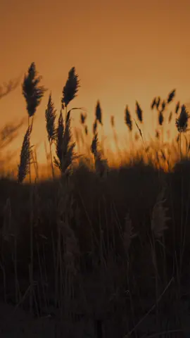 Peaceful #ambience #cinematic #cinematicvideo #cinematicphotography #calm #calmness #calming #meditate #meditation #relax #relaxing #relaxation #feel #think #thinkpositive #remember #video #videography #photography #art #Love #sunset #water #sea #ocean #beach #bridge #nature #naturevibes #naturevideography #fyp #foryourpage #foryoupage❤️❤️ #fypシ #forypupage❤️ 