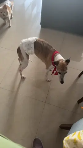 Jajaja #perros #perro #justyoss #yosstop #chistoso #pañal 