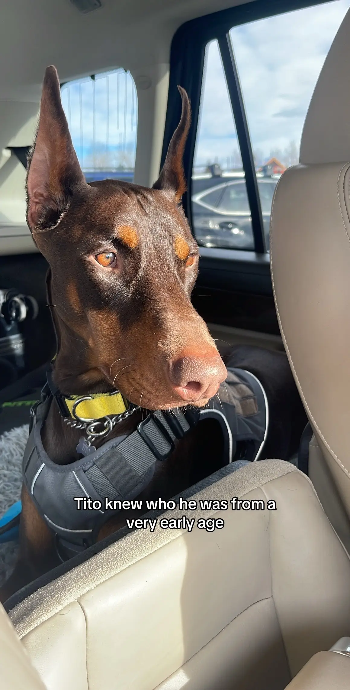 a.k.a most handsome ever #dogsoftiktok #doberman #dobermanpuppy #dobermanpinscher #puppylove #puppytiktok 