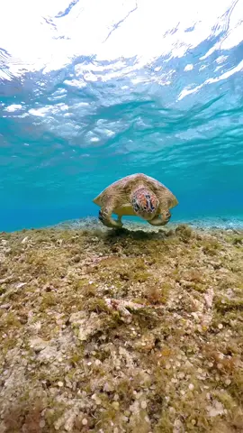 #turtle #seaturtle #underwater #ocean #okinawa #travel #ウミガメ #沖縄 