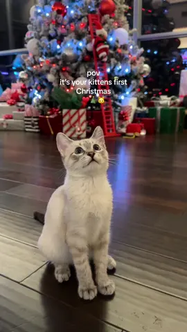 Gigi has more presents under the tree than anyone 😹🎄♥️  #christmaskitten #christmascat #christmas #cutekittens #funnycats #funnyanimals 