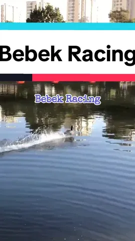 Bebek Racing 🤣