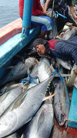 kegembiraan awak abk kapal nyarak tuna 20ton #kmputrasuryasakti01 #kapalcakalangjuwana #cakalangjuwana #nahkodamuda #SSgroupjuwana #nelayanmuda #nelayanjuwanapati #juwanapati #juwana #juwanahits #juwanaviral #infopati #infojuwana #pejuangrupiah #storywa #storytime #jatenggayeng #fyp 