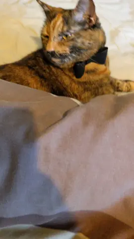 Cat sneaks into bed, illegal! #cat #catsoftiktok #tortiecat #katyathecat 