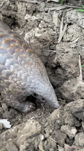 The snuffling of a pangolin - with their incredible sense of smell they can detect ants below the surface! 🙌🏻🐜 #pangolin #tiktok #cute #conservation #education #viral #fyp #ivancarter #animals #reels #pangolin 