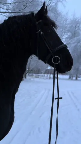 🇺🇸 A friesian freezing in the middle of winter 😁❄️ Morko does this often, just stops and looks very carefully around, observing all the details and sounds. I heard it is a stallions ”job” to be vigilant and protect his herd. I am sure Morko would be an excellent protector 🥰 // 🇫🇮 Frisiläinen patsastelee 😁❄️ Mörkö tekee näin usen. Pysähtyy paikoilleen ja kuuntelee ja tarkastelee ympäristöään tarkkaan. Olen kuullut tämän olevan orien tehtävä laumassa, tarkkailla mahdollisia uhkia ja suojella näin laumaansa. Tämän perusteella Mörkö olisi hyvä suojelija 🥰 // #fyp #foryourpage // #friesian #horse #stallion // #dressage #equestrian #lovehorses // #lifewithahorse #lifewithastallion #blackbeauty