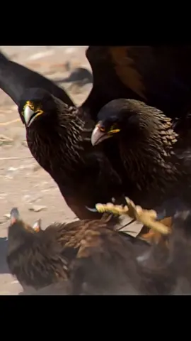 #eaglelifestyle #amazinganimalsworld #foryourpage 