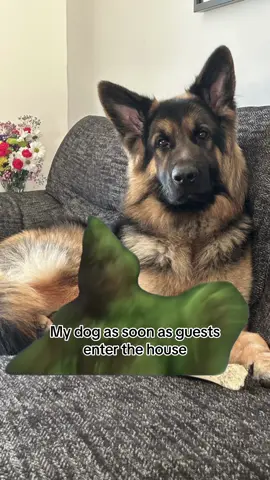 He just gets too excited 😂 #germanshepherd #gsdpuppy #puppylove #germanshepherddog #germanshepherdowner #gsdsoftiktok #germansheperdpuppy #germanshepherdsoftiktok #germanshepherds #fyp #foryoupage #fypシ #capcut #meme 