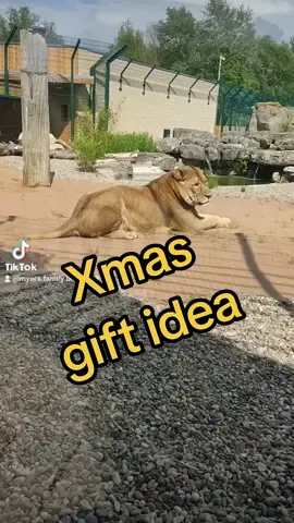 Still looking for a last-minute Christmas present? Blackpool Zoo has  got you covered! 🎁  A brand-new VIP Big Cat Feed or Carnivore Keeper interactions will make the purrrrr-fect gift for any animal lover and promise a once-in-a-lifetime experience 🐯🦁 These interactions are a chance to create unforgettable memories by stepping behind the scenes to meet and feed some of the most amazing animals while guided by one of their friendly experts! to book go to  https://www.blackpoolzoo.org.uk/experience