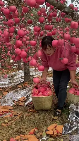 Amazing sweet apple fruit farming - For fruit lover